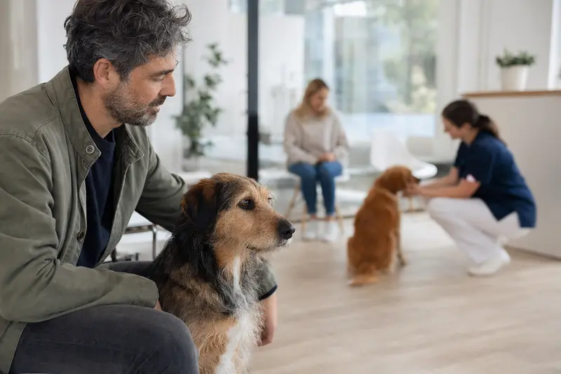 Ein ruhiger Villanuco de Las Encartaciones Hund sitzt neben seinem Besitzer in einem hellen Wartezimmer der Tierarztpraxis.